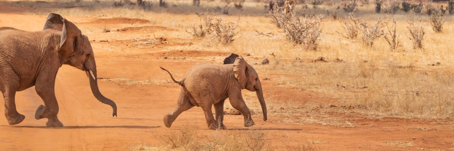 bezienswaardigheden kenia