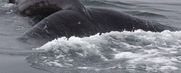 walvis spotten ijsland