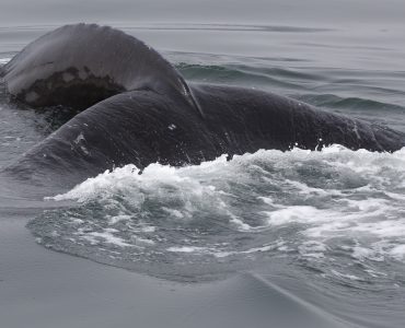 walvis spotten ijsland